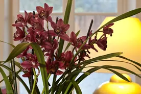 栽种兰花，别浇三种水，害处大于益处图片