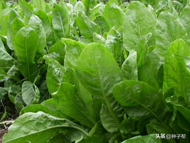 俄罗斯饲料菜和菊苣哪个饲草好？