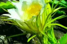 霸王花：妩媚娇丽，芳香飘溢图片