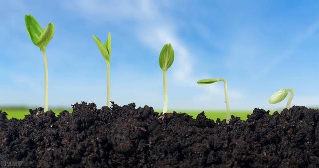 肥料科普之氨基酸肥蛋白质肥：定义、作用、生产工艺、优劣区别