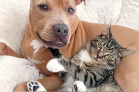 跨界友谊画面超暖！美国狗猫相亲相爱友情感人图片