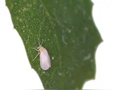 五小害虫之一的白粉虱如何防治？6点办法帮你解决图片