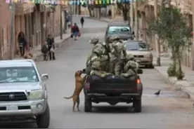 流浪狗：现在讨口饭吃这么危险的吗？还要被拉去充军？图片