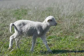 夏季养羊需要预防三种常见病图片