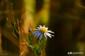 人可以被毁灭，但不能被打败图片