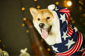 怎么看柴犬的亲生父母？卖家说是就是喽？图片