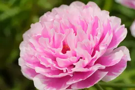 想让太阳花大如牡丹？做好3件事，花大色艳，还特别容易爆盆图片