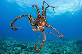 会打捞物品的章鱼，不愧是物尽其用，人尽其才图片