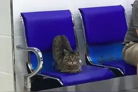流浪猫无意闯入宠物医院，竟被拉去做了绝育，喵：我真的只是路过图片