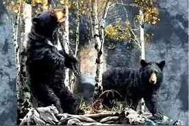 兔子去哪了？7张图都藏着兔子，找到5张是好眼力图片