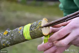 枣树嫁接育苗技术，特别简单好学，成活率还极高！图片