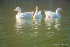 古诗《咏鹅》原文、注释、译文及赏析，小学生必背古诗 朗诵视频图片