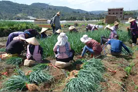 农村种什么蔬菜周期短利润大？五种蔬菜就很好，值得你去种图片
