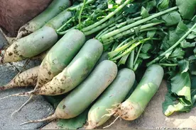 同是萝卜，白皮、红皮、青皮有什么不同？区别很大，弄明白再买图片