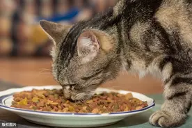 只喂猫吃猫粮可能会肾衰竭，猫比你想象中更会忍痛图片