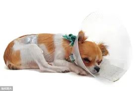 狗狗手术用可吸收缝线，不用拆线不是目的，伤口更好愈合才是关键图片