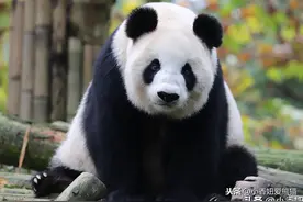 英英家族的老祖宗，英英外婆，依旧童颜无敌图片