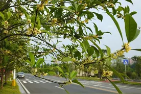 当年抢手的桂花树，农村大量种植，如今农民砍了当柴烧，为何图片