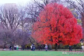夜色下的纽约中央公园图片