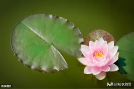 诗经里的睡莲：嗷嗷鹿鸣，食野之苹图片