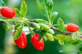 “皖赣联考”2021届高三上学期第三次考试语文试卷及答案图片
