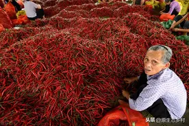 小米椒涨到35一斤如同肉价，背后的原因却很少人知道，长见识了图片