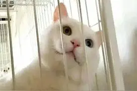 女子出差将猫咪给男友寄养，一段时间后去接时，却没脸看了图片