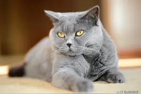 为什么不能和猫对视？有两个原因图片