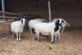 宝宝喝羊奶粉好吗？羊奶粉比牛奶粉更好是忽悠？图片