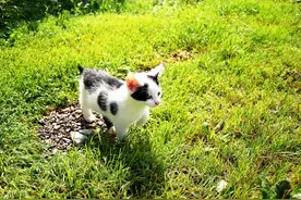 携猫外出时如何管理？图片
