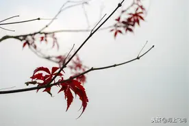 余秀华《麦子黄了》赏析图片