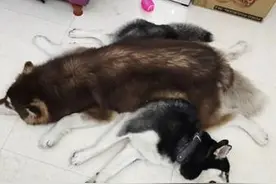 阿拉斯加犬以为自己会飞，直接摔瘸！打石膏后像穿了高跟鞋图片