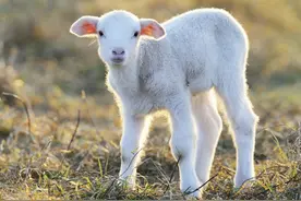 羊大师提问，喝羊奶真的需要理由吗图片