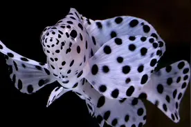 海洋生物千千万，鱼王好吃又好看，四大鱼王上篇（老鼠斑、苏眉）图片