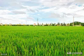 农村租田协议（范文）图片