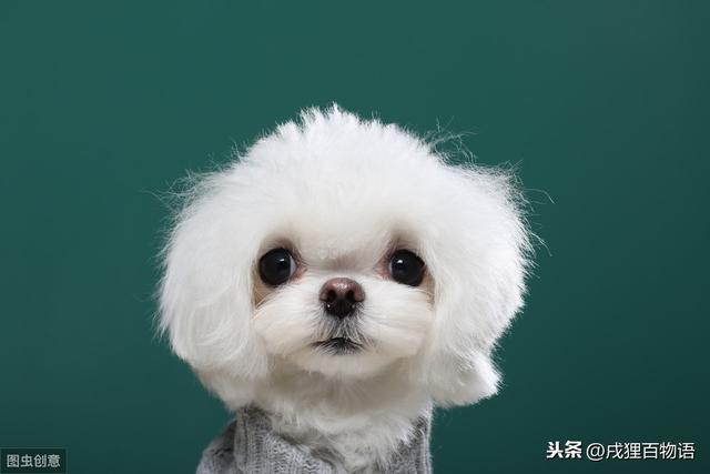 狗狗打疫苗 这几样千万不要碰！！