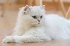 长毛种猫有哪些品种？图片