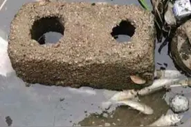 刚投的鱼苗就死掉！桂林一农贸市场发生蹊跷事，什么原因？图片