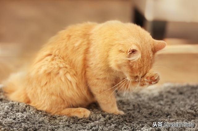 牛磺酸是什么？猫咪需要补充牛磺酸吗？