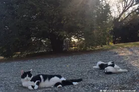 猫咪随主人回老家，却与土猫双双走丢，离家23天，它俩吃够了鱼图片