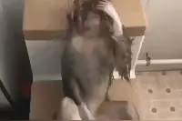 搞笑GIF图：猴生无处巧生端，愁容掩面几多愁图片