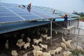 山东地区常见的2种羊棚类型及建设要点图片