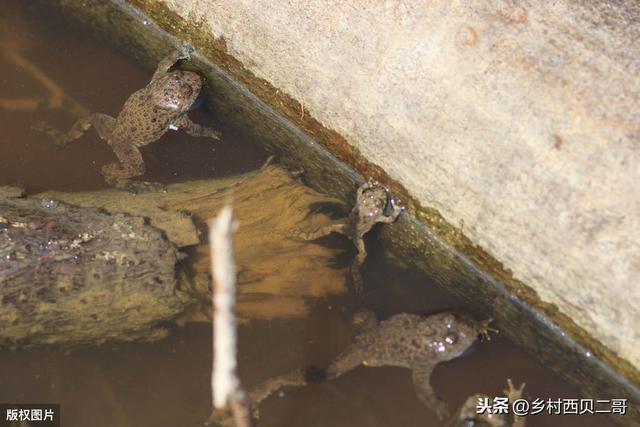 牛蛙的人工高效养殖技术