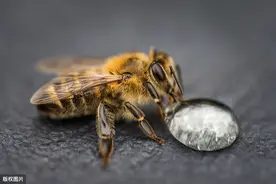 蜜蜂养殖在夏季该如何管理蜂群，才能让蜂群在炎热的夏天茁壮成长图片