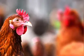 淘鸡大涨，务必要“高价”卖鸡吗图片