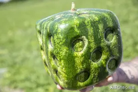 真会玩，外国人种出“骰子西瓜”图片
