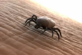 夏季最怕被这种虫咬，病情严重起来会要命图片