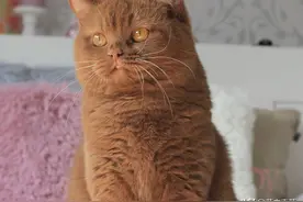 甜甜的咖啡牌猫咪要不要吸一口试试！图片