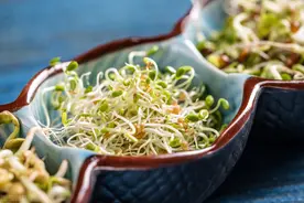 红豆芽苗菜的生产栽培方法图片