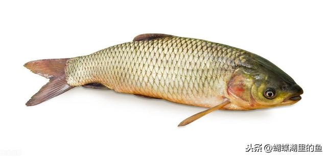 草鱼饲料与营养需求研究进展